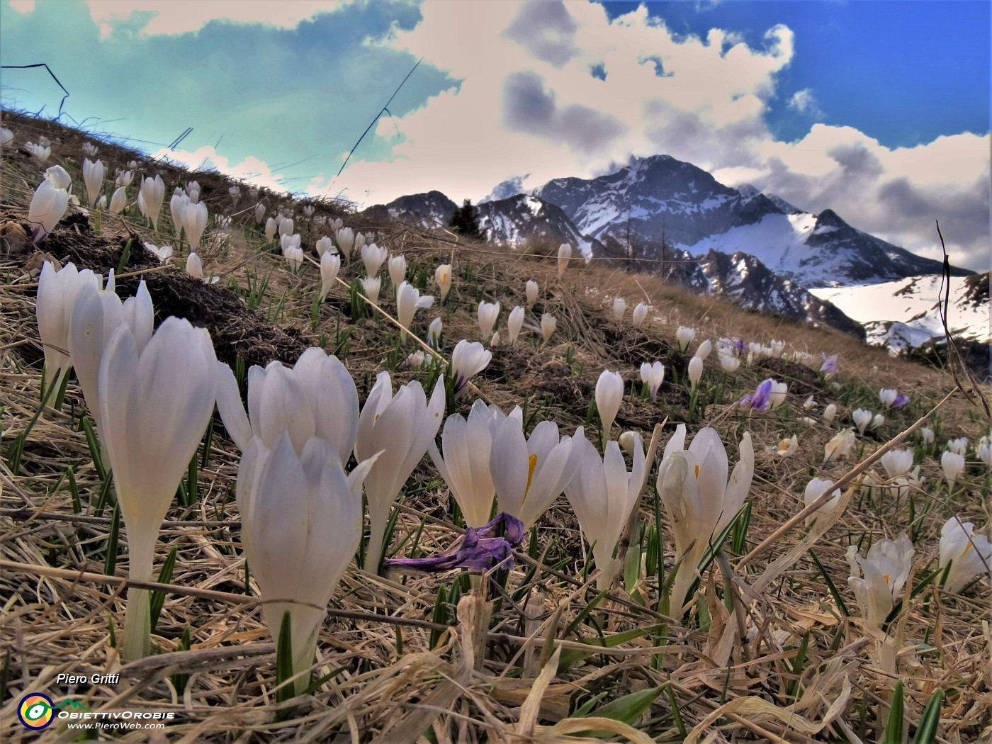 29 Al Monte Campo Crocus vernus bianchi e violetti con vista su Corno Branchino-Cornsa Piana e  Pizzo Arera tra le nuvole.JPG